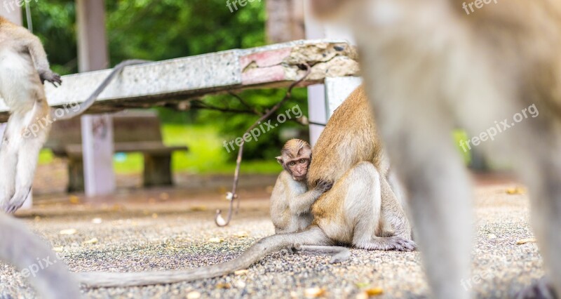 Macaque Monkeys Ape Thailand Temple Baby Monkey