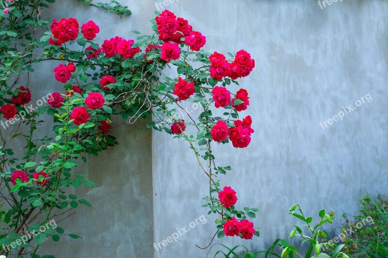 Flowers Plants Nature Leaf Rose