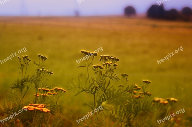 Grass Grassland Nature Landscape Mood