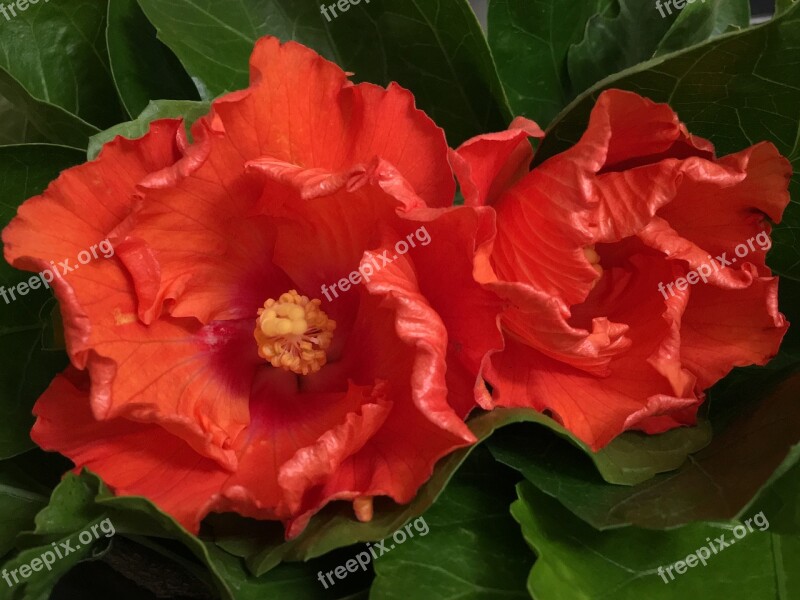 Hibiscus Orange Petals Orange Flower Orange Petal