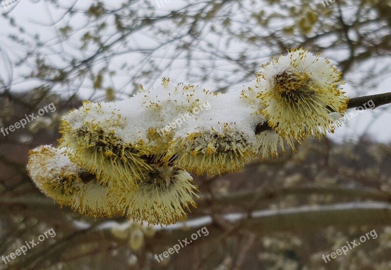 Willow Catkins Snow Frost Free Photos