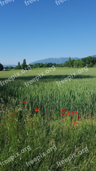 Nature Field Summer Ain Landscape