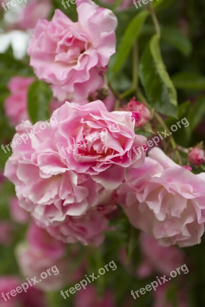 Flowers Petal Pink Rose Flower Garden Rose Petals