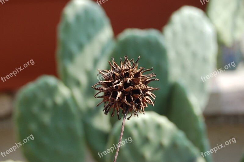 Liquidambar Styraciflua Liquidambar Styraciflua Plants Seeds