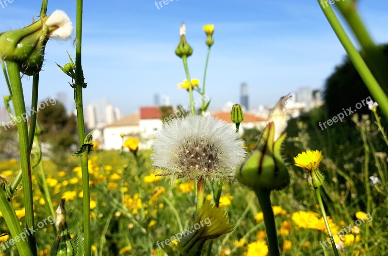 Nature Flower Flora Field Grass