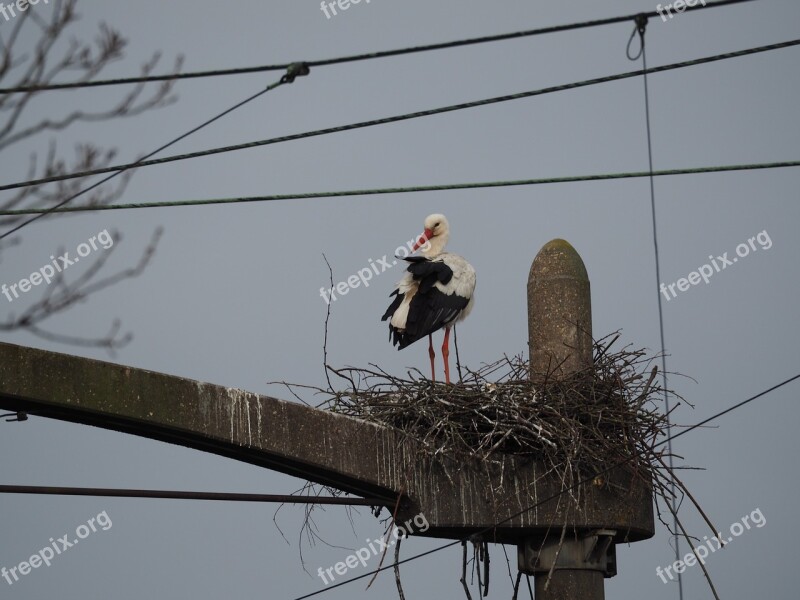 Birds Outdoor Wildlife Nature Animal Kingdom