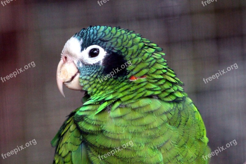 Chernouhie Amazon Amazona Ventralis Parrot Bird Animals