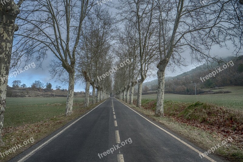 Road Tree Lane Landscape Nature