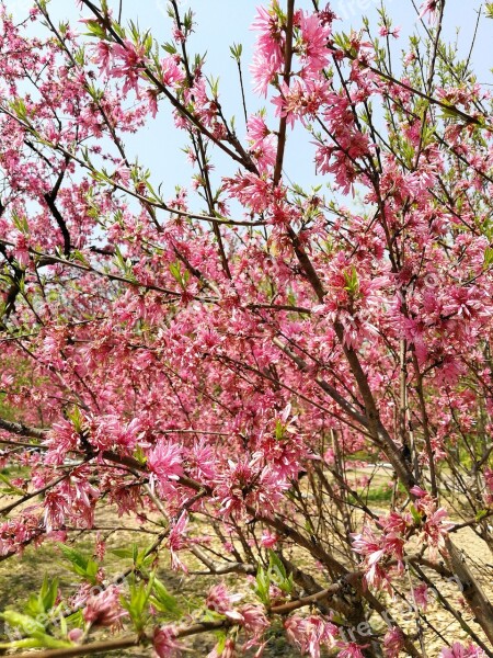 Tree Branch Cherry Wood Flower Free Photos