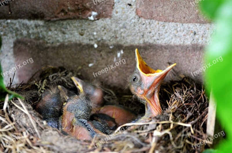 Nature Animal Kingdom Wildlife Bird's Nest Little