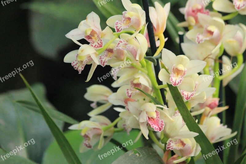 Orchid Flower Plant Nature Blooming