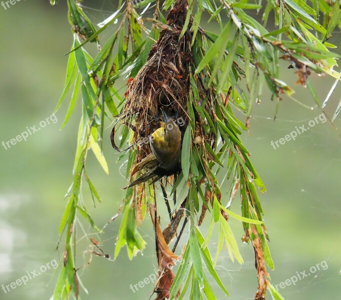 Nature Outdoors Leaf Close-up Nest