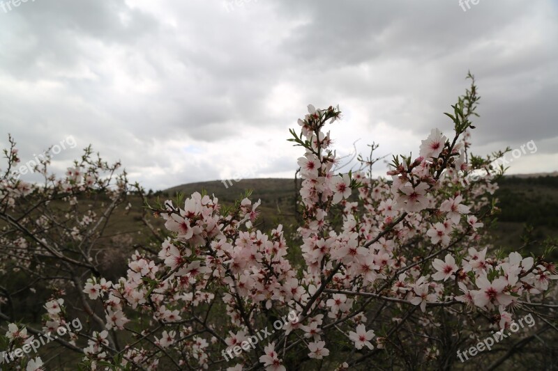 Tree Flower Current Season Plant Nature