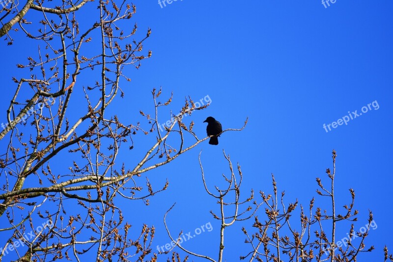 Crow Bird Animal Corvus Corvidae