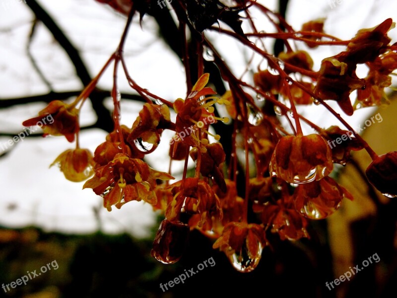 Leaf Tree Branch Nature Season