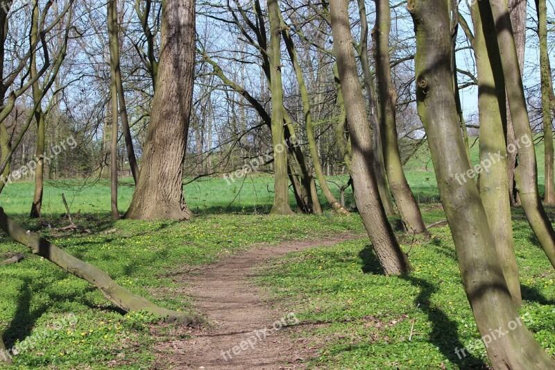 Tree Wood Nature Landscape Grass