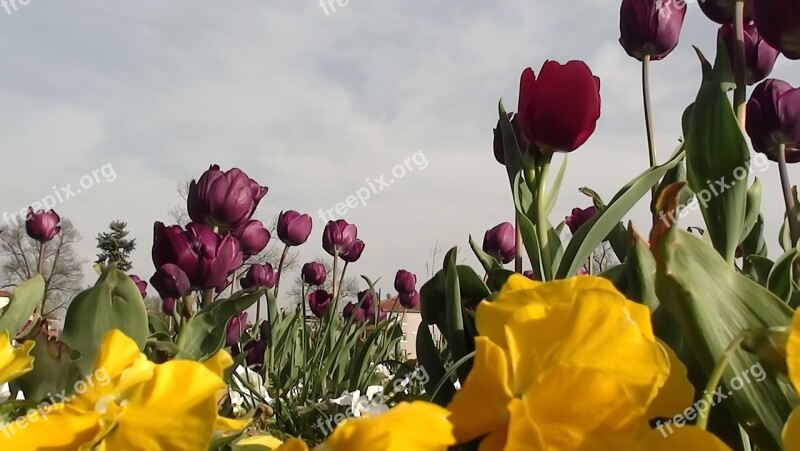 Flower Nature Plant Tulip Leaves