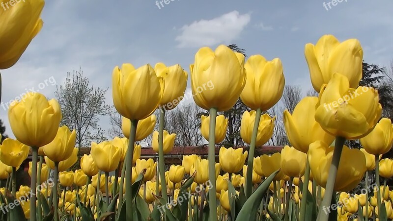 Nature Tulip Flower Plant Garden