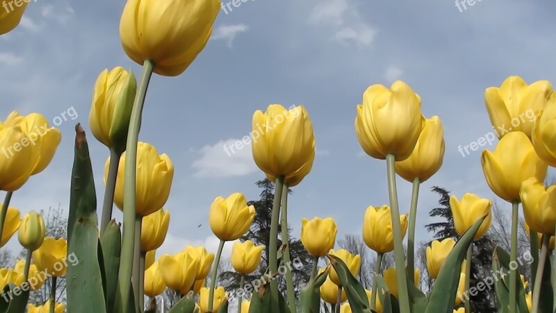 Nature Tulip Plant Flower Leaves