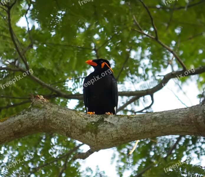 Bird Tree Wildlife Outdoors Wood