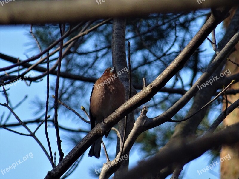 Chaffinch Tree Nature Winter Bird