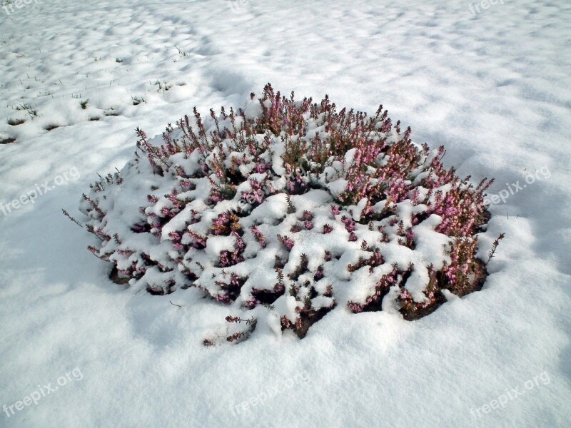 Nature Winter Frost Snow Flowers