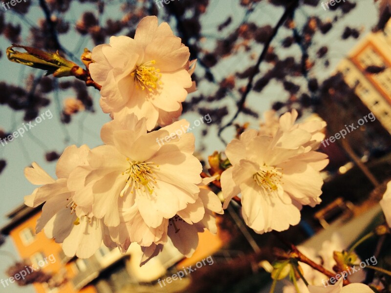 Flowers A Blossoming Tree Tree Apple-blossom Flowering Tree