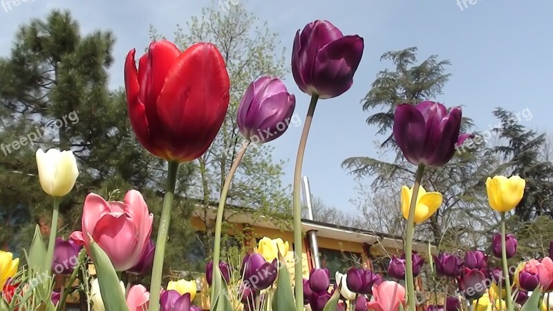 Flower Nature Tulip Plant Garden