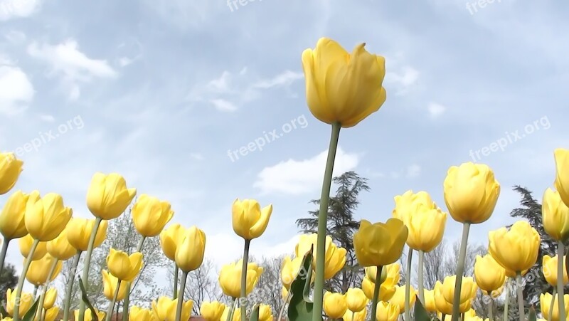 Nature Flower Tulip Plant Live