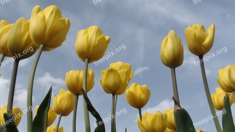 Flower Tulip Nature Plant Leaves