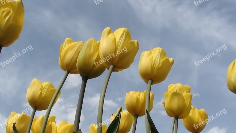 Nature Plant Flower Tulip Live