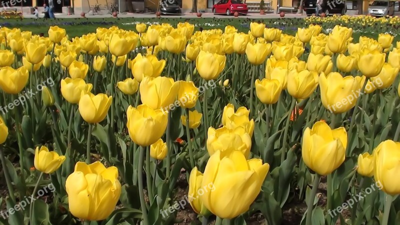 Tulip Flower Garden Plant Nature