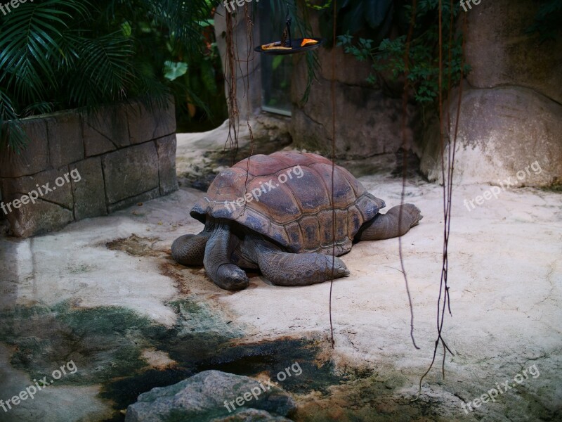 Aldabra Giant Tortoise Tortoise Seychelles Tortoise Seychelles Reptile