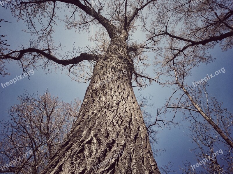 Tree Wood-fibre Boards Nature Outdoor Plant