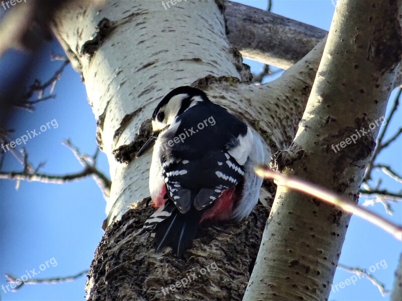 Great Spotted Woodpecker Tree Nature Bird Wood