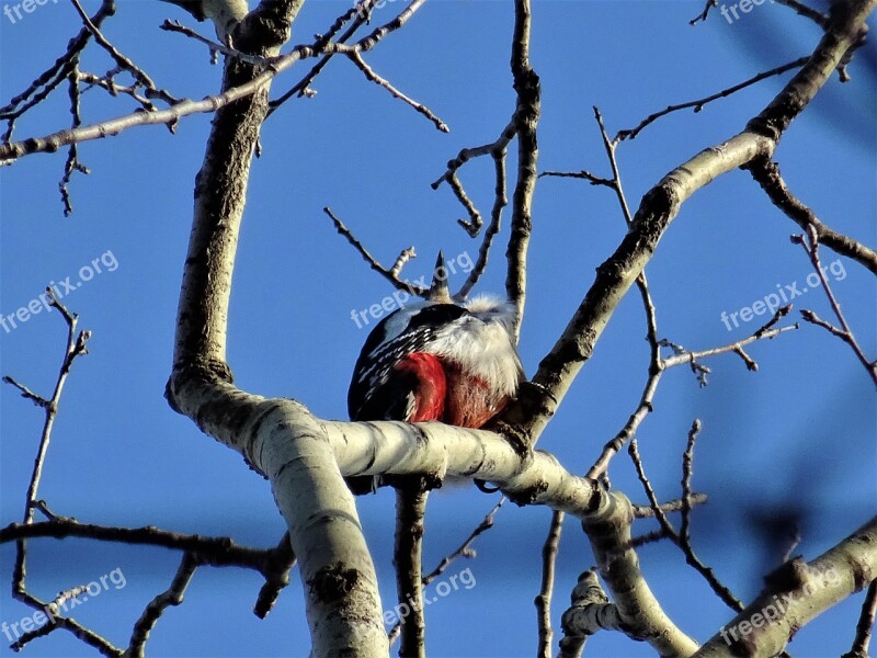 Great Spotted Woodpecker Tree Bird Nature Animal World