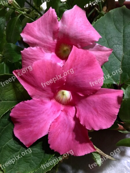 Pink Petals Pink Flowers Flower Pink Spring