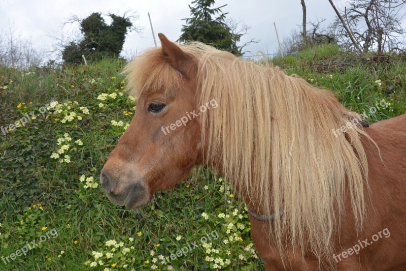 Shetland Pony Small Horse Hair Washed Color Chestnut Mane Washed