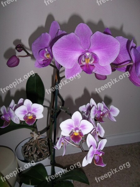 Orchids Flower Flora Tropical Petal