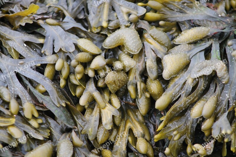 Nature Food Seaweed Background Plant