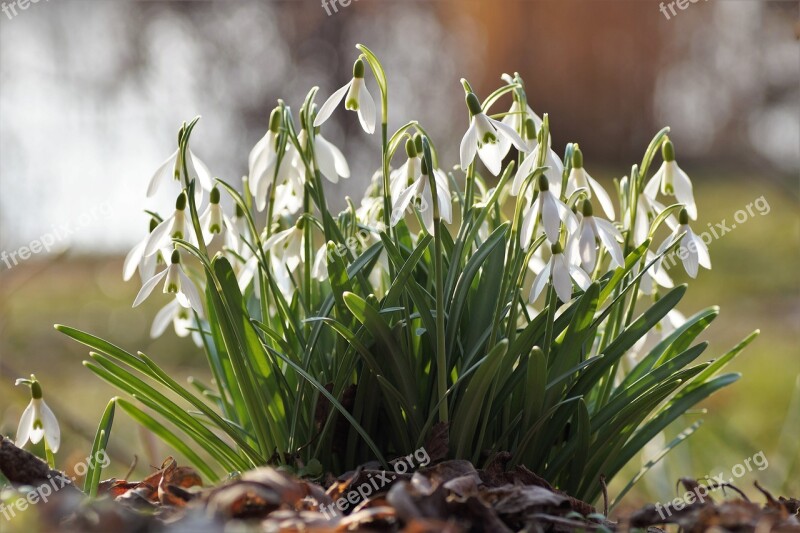 Snowdrops Cluster Snowdrop Spring White Flower