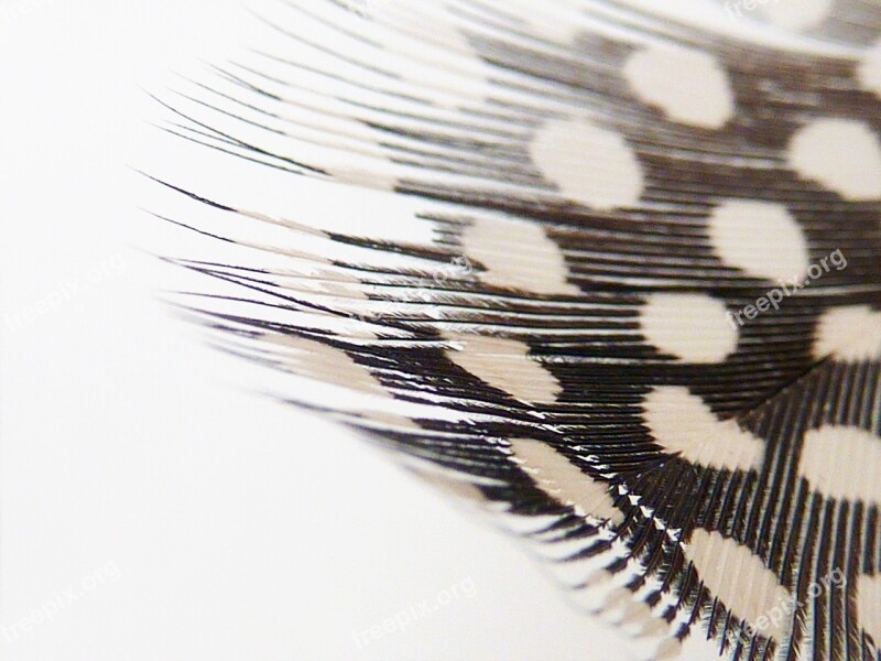 Background Pattern Feather White Corpses