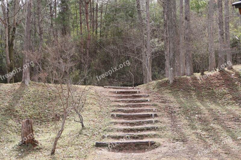 Natural Wood Landscape Outdoors Journey