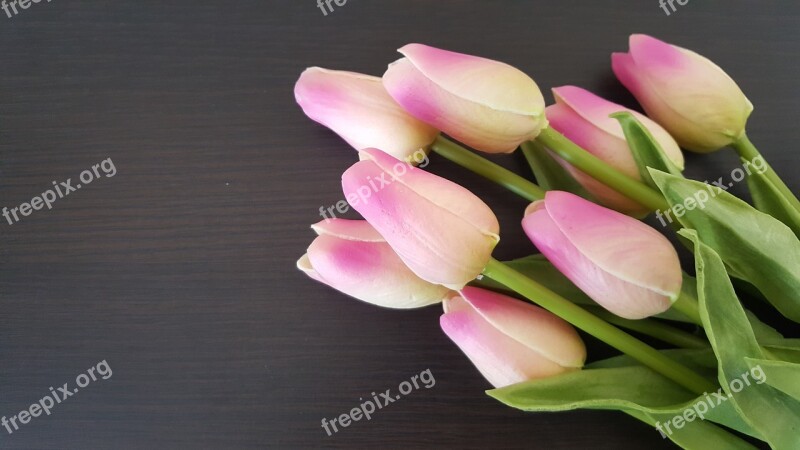 Tulips Flowers Nature Plant Beauty