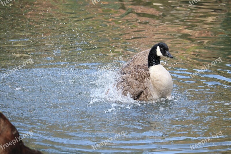 Waters Bird Nature Animal World Animal