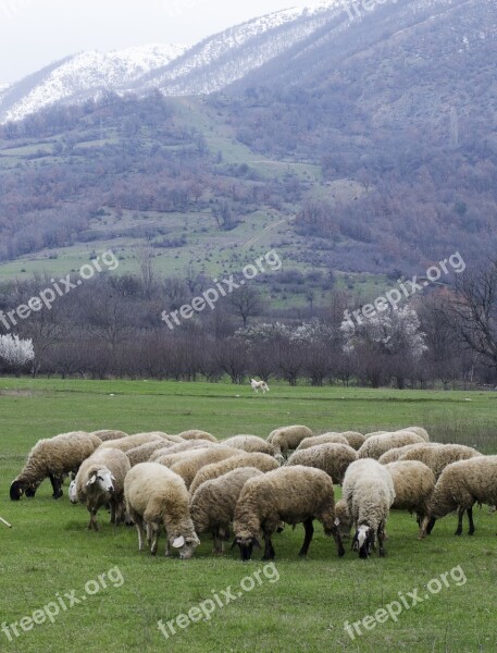 Sheep Grazing Green Grass Meadow Nature