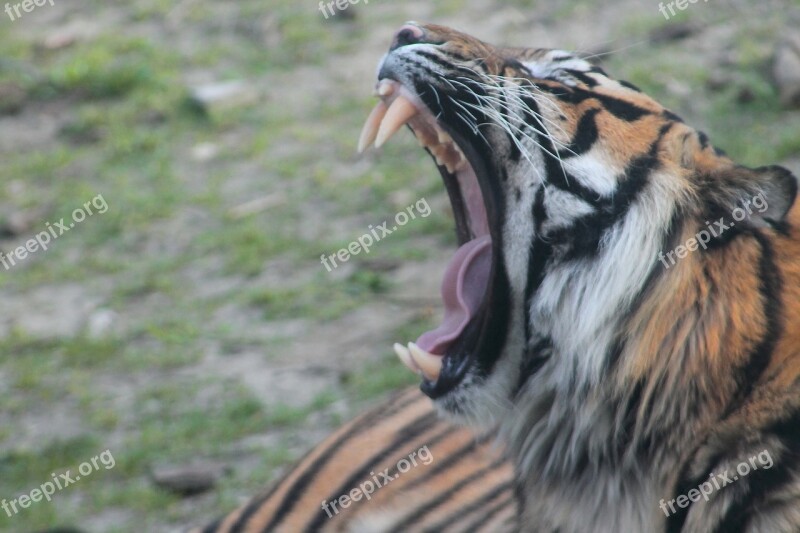 Nature Tiger Animal World Animal Wild