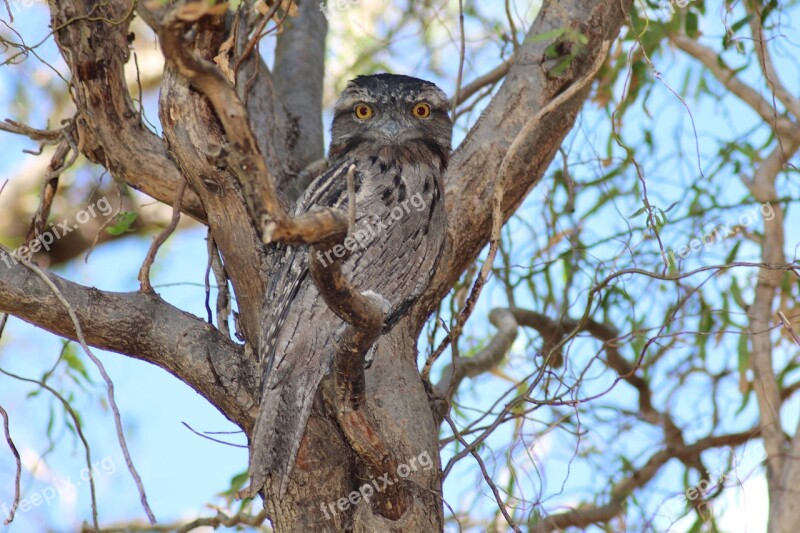 Tawny Frogmouth Surprised Nocturnal Bird Camouflage