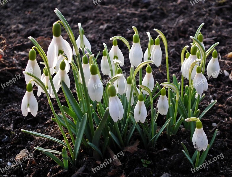 Flower Snowdrops Spring Nature Plant