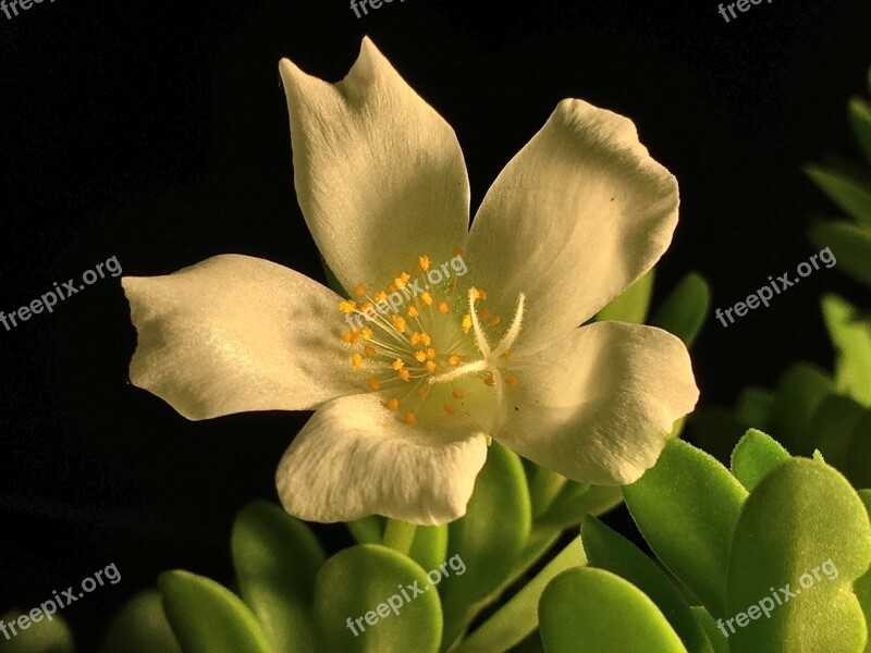 White Flower White Petals Flower Petals Nature